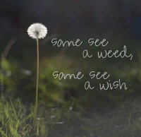 /album/think-positive-info/wish-jpg/